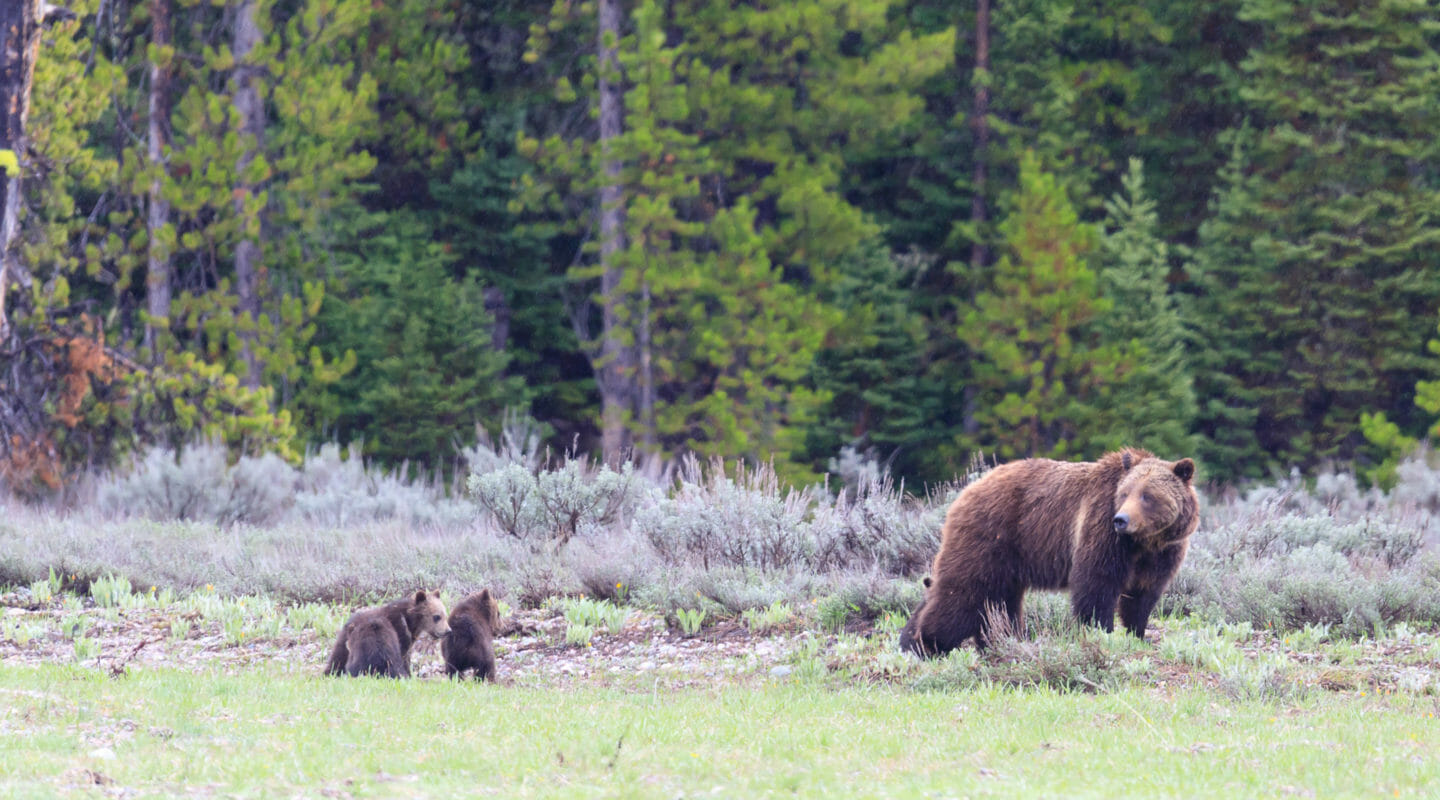 A Grizzly Can Be Seen With Her Two Cubs Walking In A Meadow