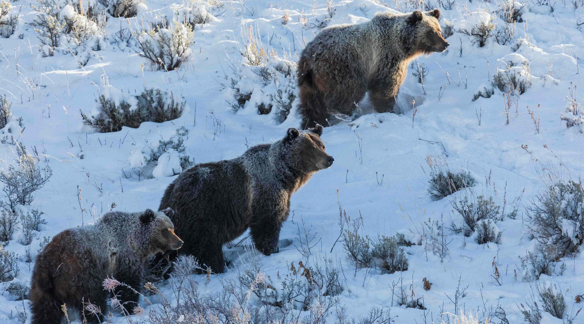 Grizzly Bear 399 The Matriarch Jackson Hole Wildlife Safaris