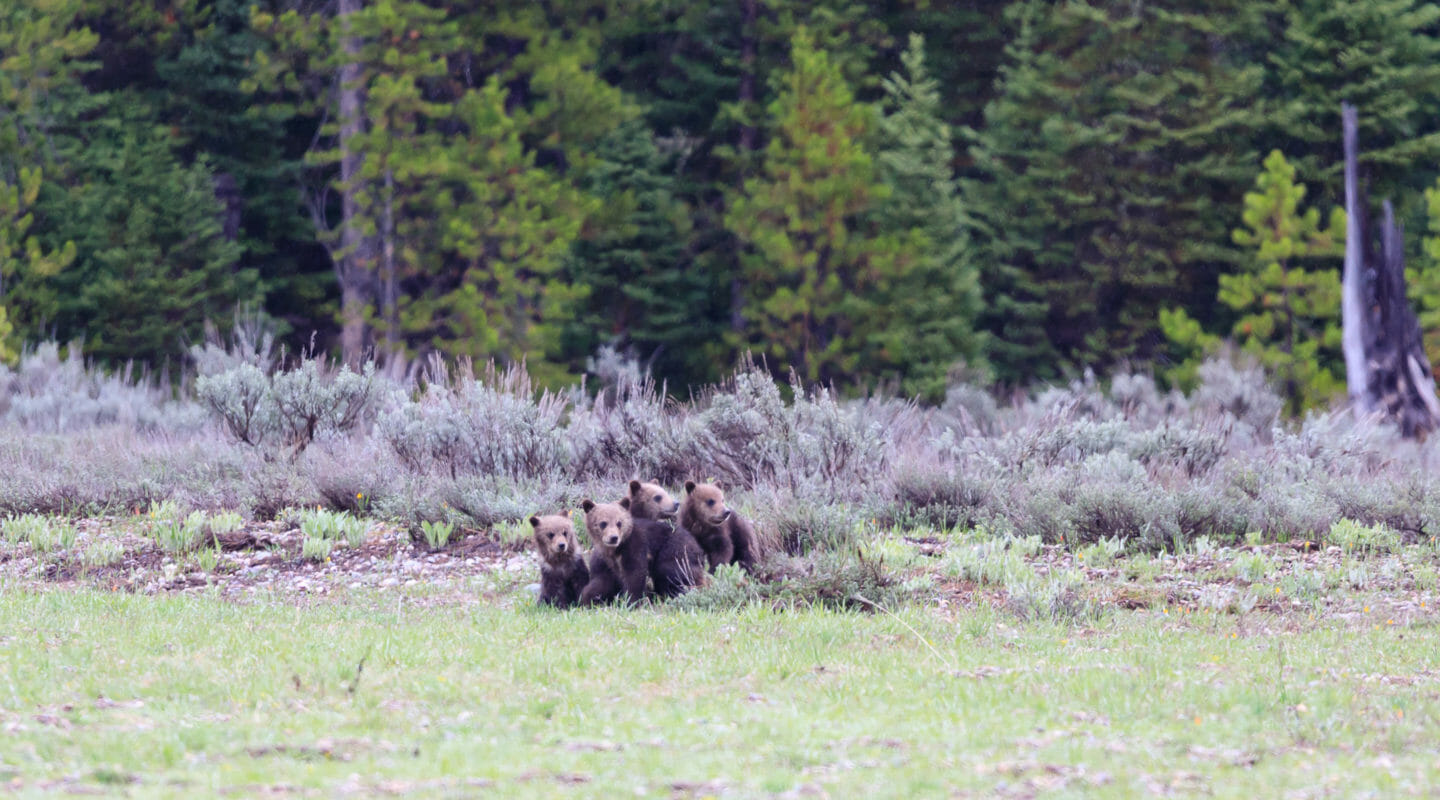 Four Bear Cubs Huddle Together While They Wait For Their Mother, Bear 399 To Emerge From The Forest In Grand Teton National Park