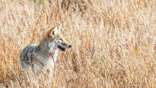 A Coyote Stands In A Field Of Brown Grasses In The Greater Yellowstone Ecosystem