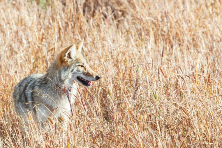 A Coyote Stands In A Field Of Brown Grasses In The Greater Yellowstone Ecosystem