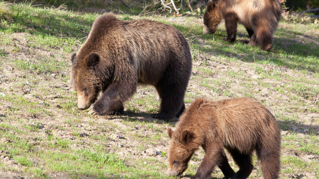 A Mother Grizzly Grazes On Grasslands In Yellowstone National Park With Her Cubs