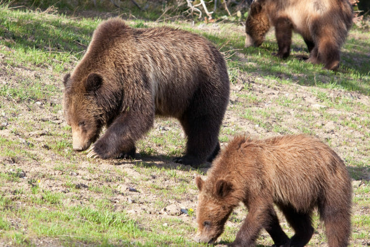 A Mother Grizzly Grazes On Grasslands In Yellowstone National Park With Her Cubs