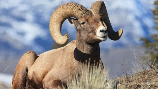 A Bighorn Sheep Lays Down For A Brief Rest On A Sparse Hillside In the Greater Yellowstone Ecosystem