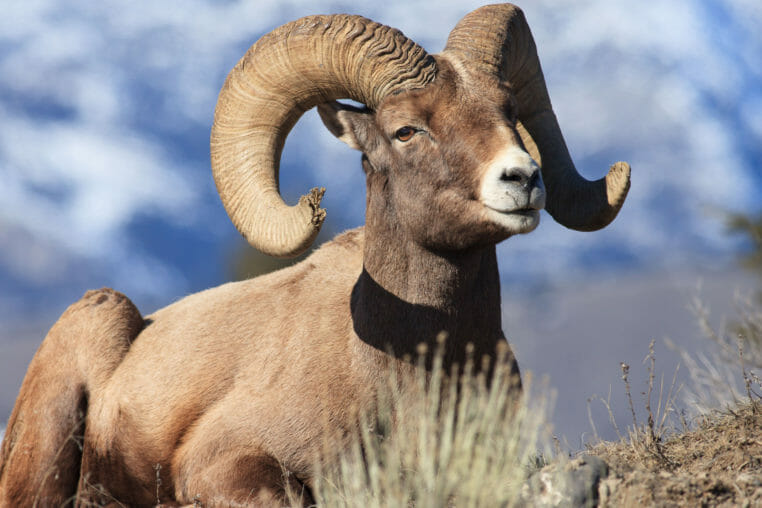 A Bighorn Sheep Lays Down For A Brief Rest On A Sparse Hillside In the Greater Yellowstone Ecosystem