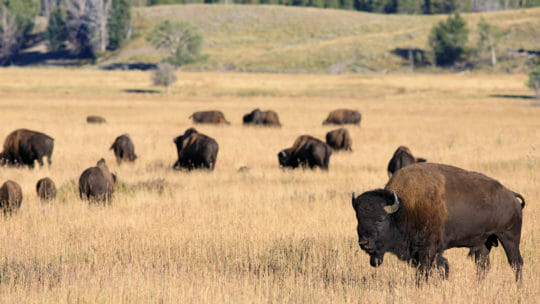 Bison Roam the Hayden Valley In Yellowstone National Park