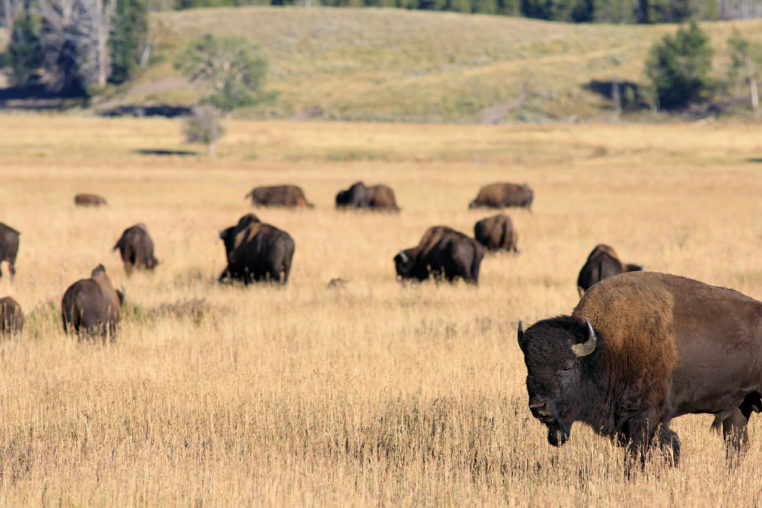 Bison Roam the Hayden Valley In Yellowstone National Park