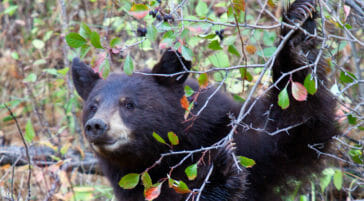 A Black Bear Picks Fruit From A Western Service Berry Bush