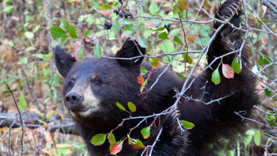 A Black Bear Picks Fruit From A Western Service Berry Bush