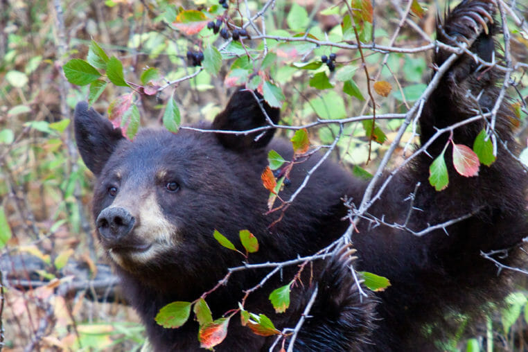A Black Bear Picks Fruit From A Western Service Berry Bush