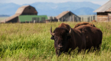Bison Moulton Barn
