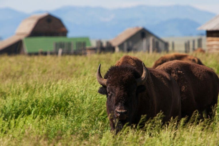 Bison Moulton Barn