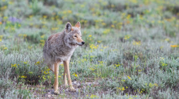 A Coyote Is Seen In A Green Meadow In Grand Teton National Park