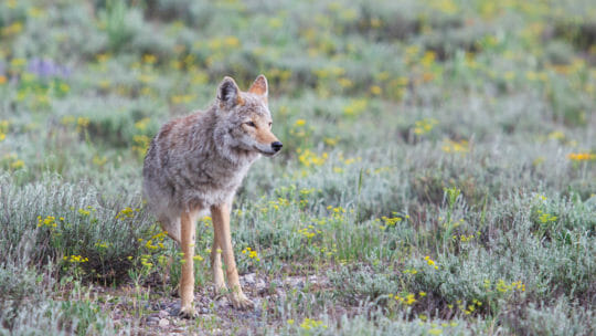 A Coyote Is Seen In A Green Meadow In Grand Teton National Park