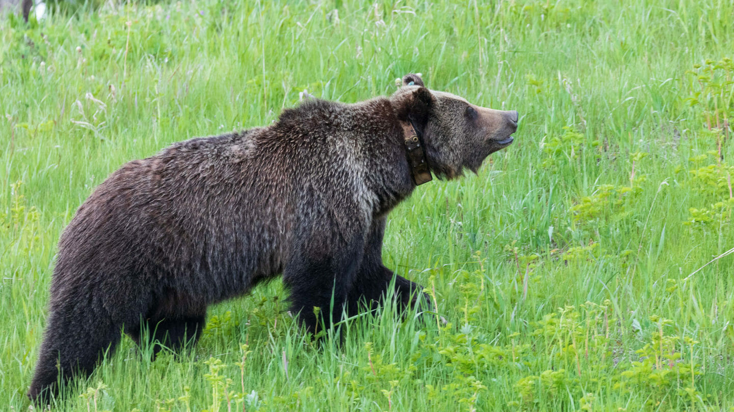 A Collared Grizzly Bear Wanders Through Lush Greenery In Grand Teton National Park
