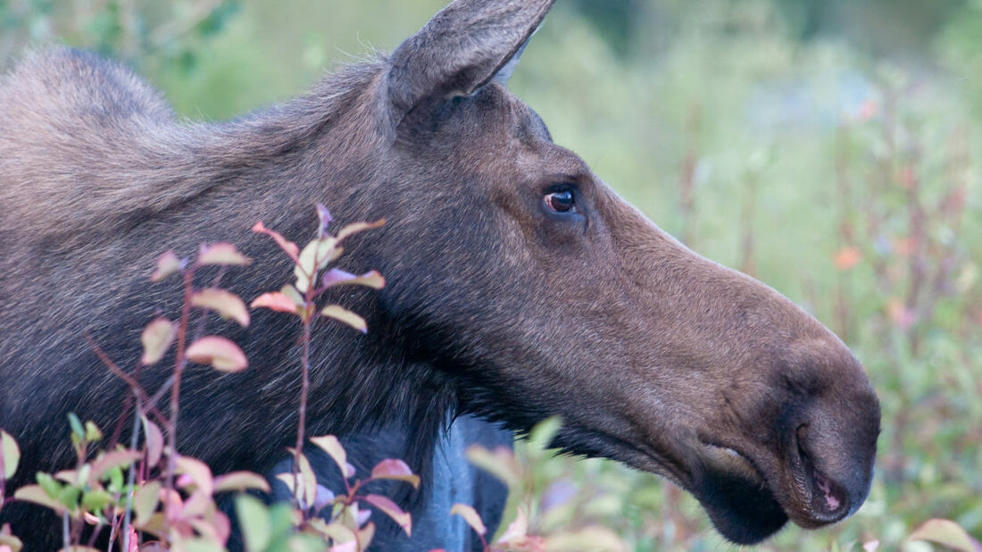 A Close Up View Of A Moose In Grand Teton National Park