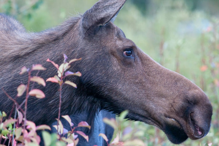 A Close Up View Of A Moose In Grand Teton National Park