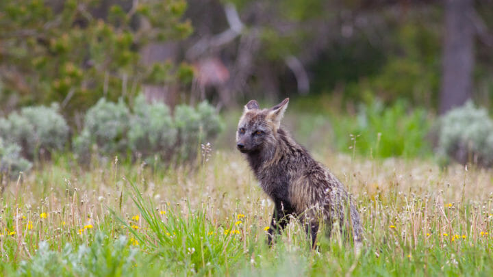 Grand Teton Red Fox