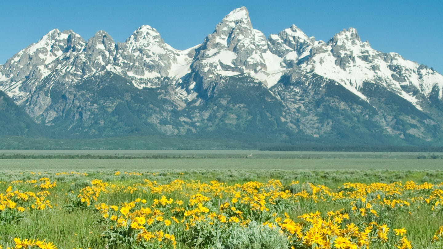 The Iconic Snow Capped Peaks Of The Grand Teton Range Form A Picturesque Backdrop For Blossoming Yellow Arrowleaf Balsamroot Of Springtime