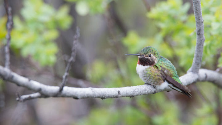 This Broad Tailed Hummingbird Is Found In Grand Teton National Park Only During The Summer Months
