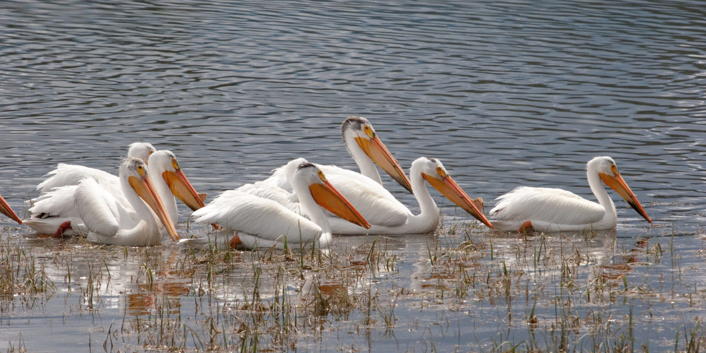 A Group Of American White Pelicans Travel Together Along A Waterway In The Greater Yellowstone Ecosystem