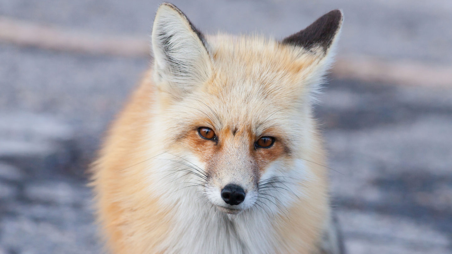 A Red Fox Stares At The Photographer On Safari In Jackson Hole
