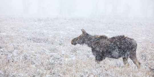 A Moose Walks Across A Sage Meadow In Heavy Snow In Grand Teton National Park