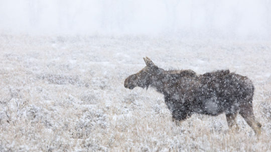 A Moose Walks Across A Sage Meadow In Heavy Snow In Grand Teton National Park