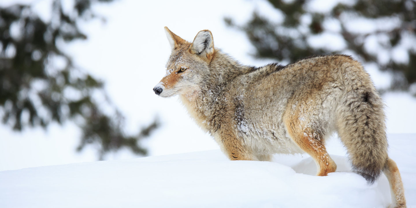 A Tawny Coyote Is Easy To Spot Against The White Snow During The Winter In Grand Teton National Park