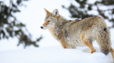 A Tawny Coyote Is Easy To Spot Against The White Snow During The Winter In Grand Teton National Park