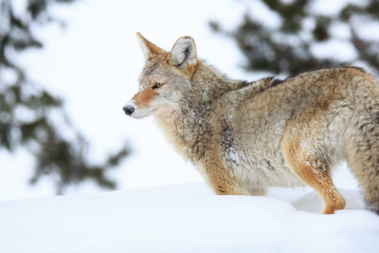 A Tawny Coyote Is Easy To Spot Against The White Snow During The Winter In Grand Teton National Park
