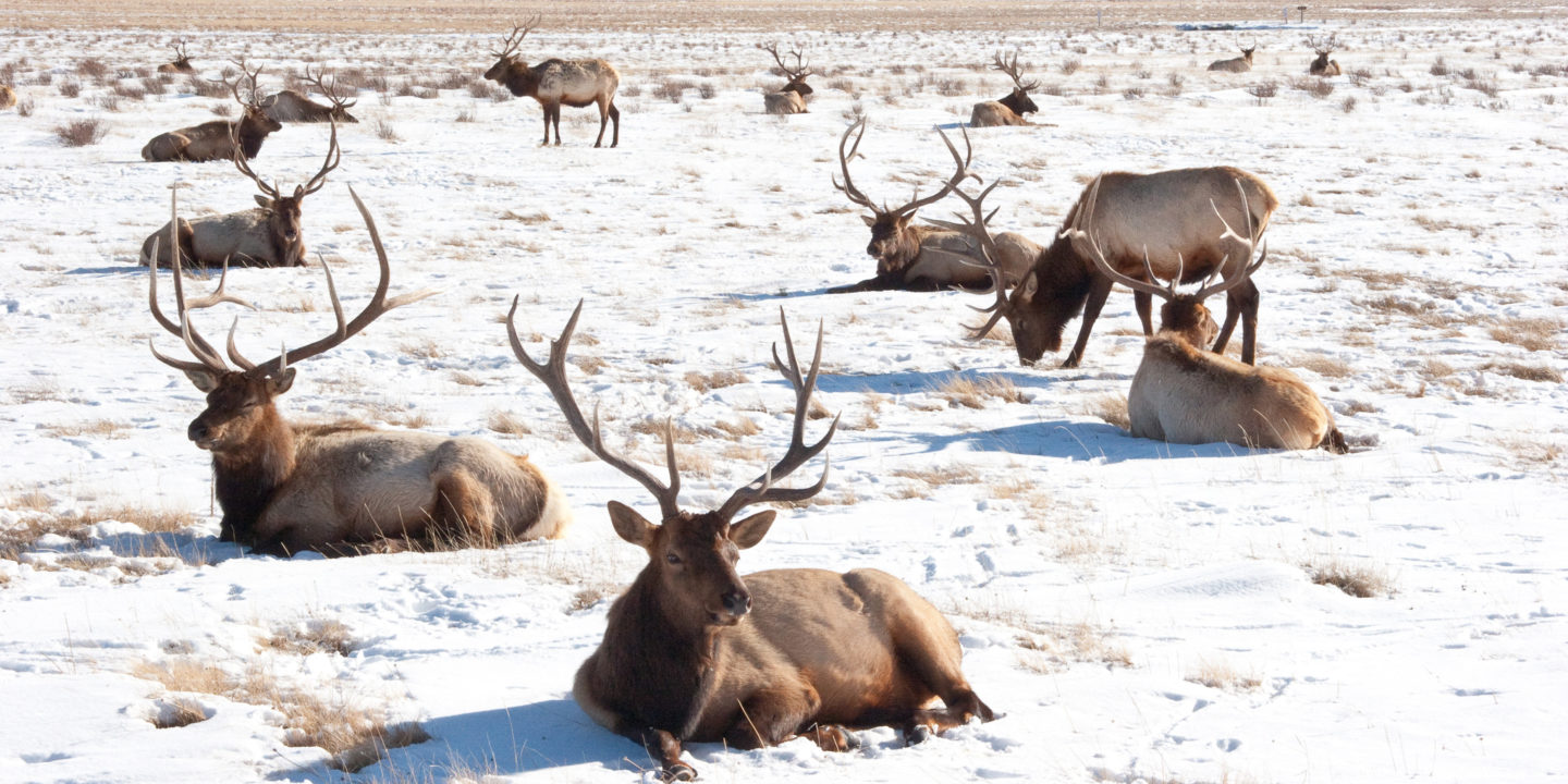 Winter Elk Laying Down