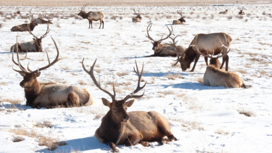 Winter Elk Laying Down