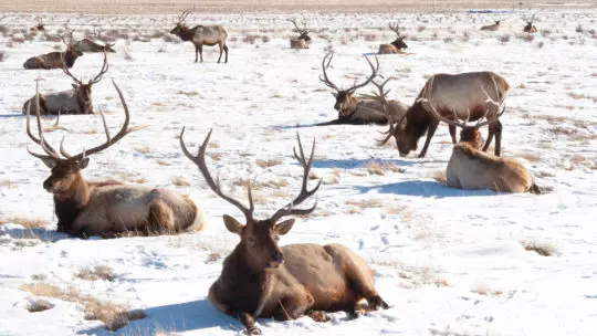 Elk Herd In The Snow In National Elk Refuge With Bull Elk Laying Down In Foreground