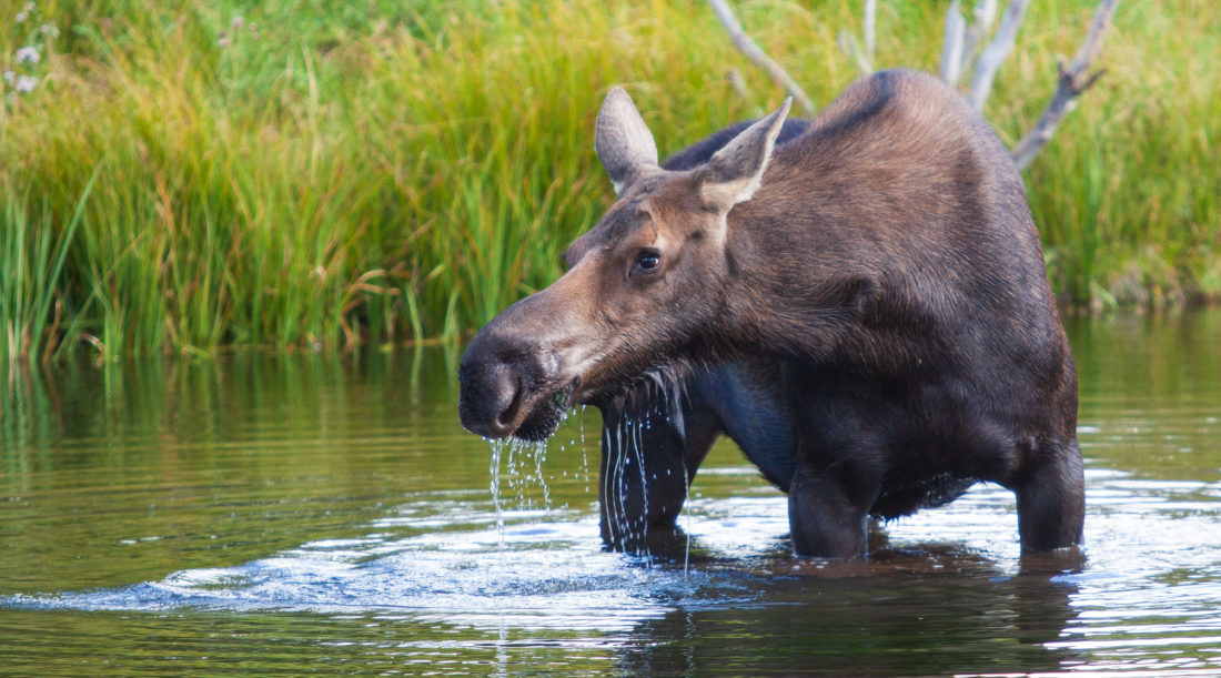 A Moose Forages For Aquatic Vegetation In A Pond In The Greater Yellowstone Ecosystem