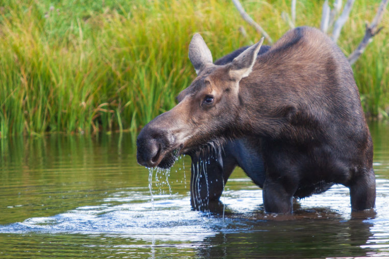 A Moose Forages For Aquatic Vegetation In A Pond In The Greater Yellowstone Ecosystem
