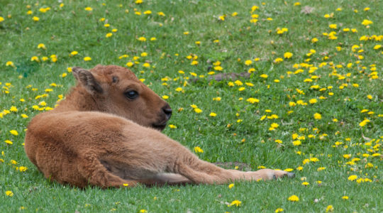 A Newborn Bison Calf, Called A Red Dog, Lays In A Lush Grassy Field During The Springtime In Yellowstone National Park