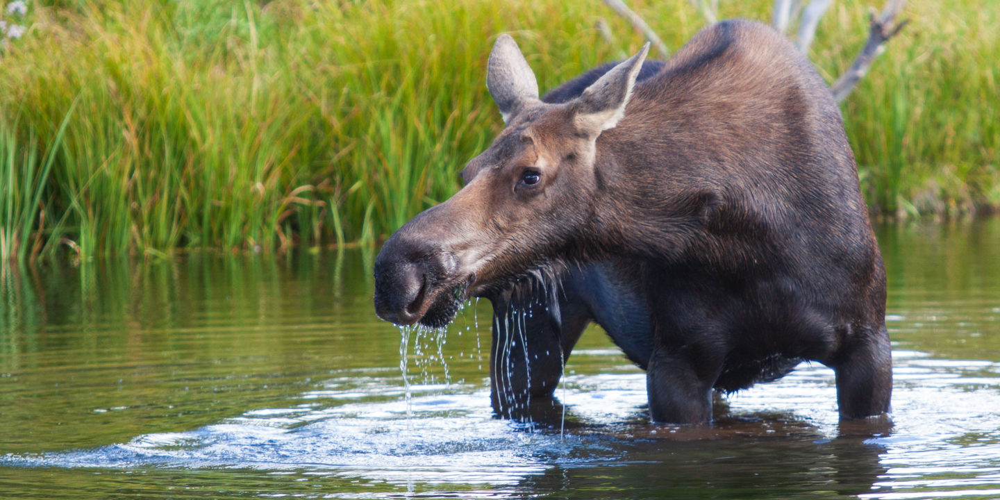 A Moose Feeds On Aquatic Grasses in Grand Teton National Park Near Jackson Hole Wyoming