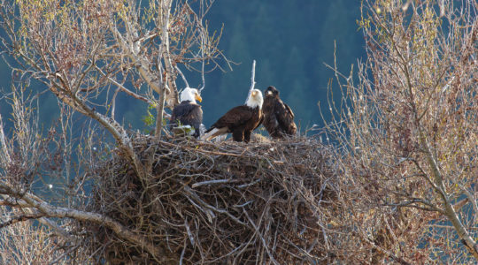 A Pair Of Mature Bald Eagles Sits In A Large Nest With A Juvenile Bald Eagle