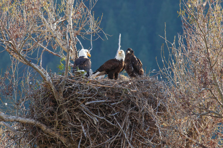 A Pair Of Mature Bald Eagles Sits In A Large Nest With A Juvenile Bald Eagle