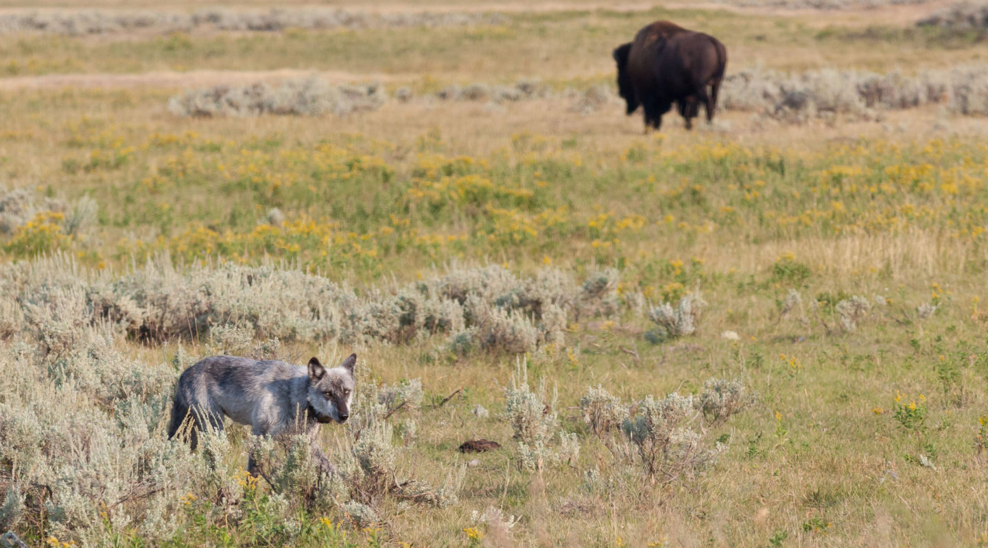 A Grey Wolf Hunts In The Grasslands Of The Hayden Valley