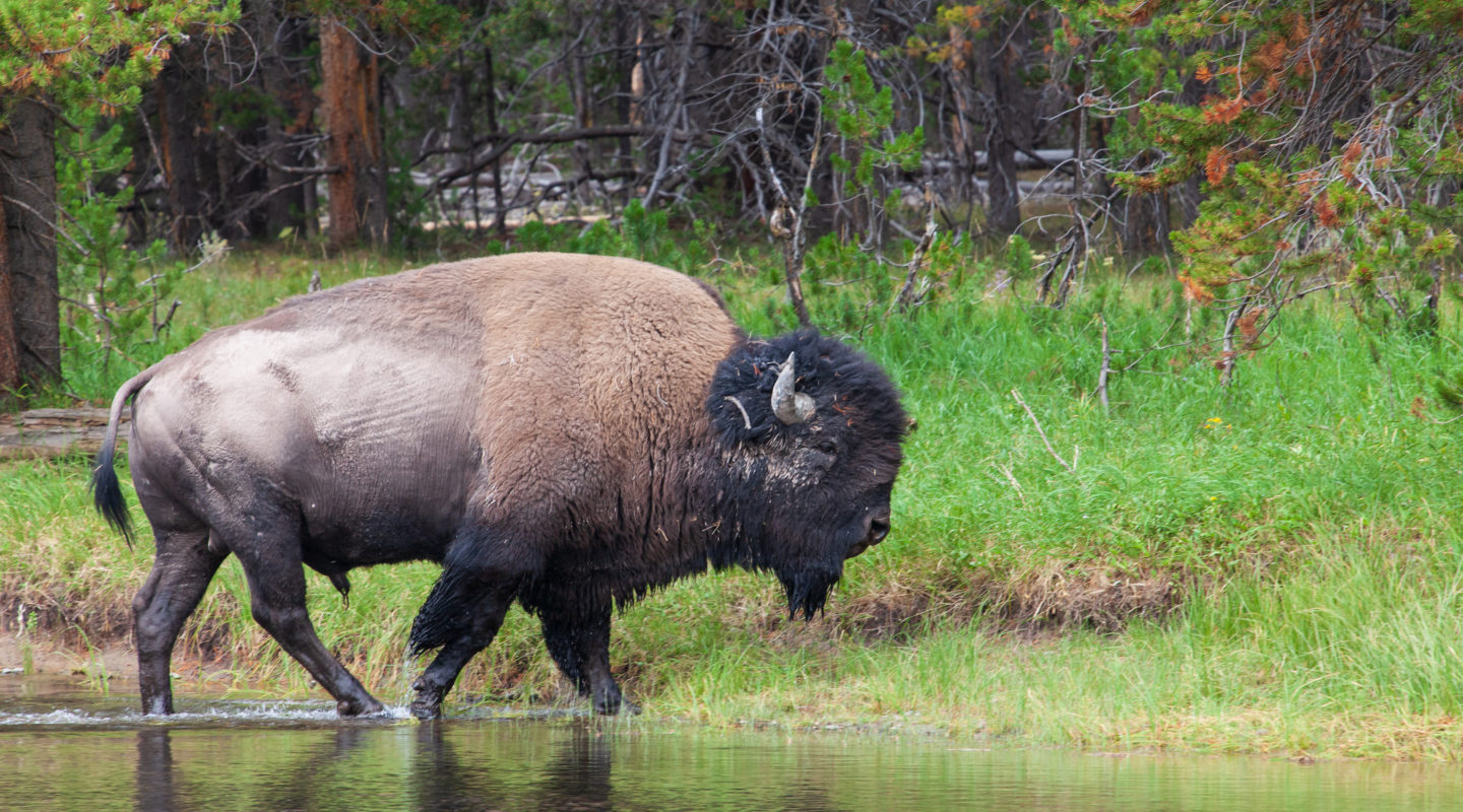 An American Bison Walks At The Edge Of A Stream In Yellowstone National Park