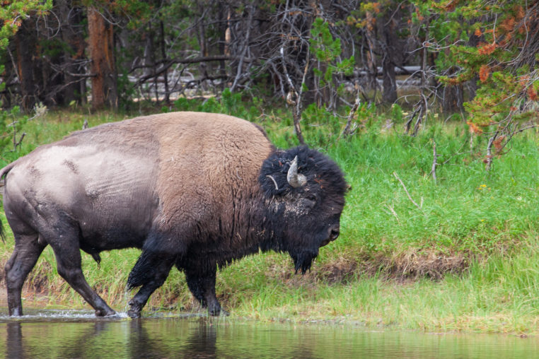 An American Bison Walks At The Edge Of A Stream In Yellowstone National Park