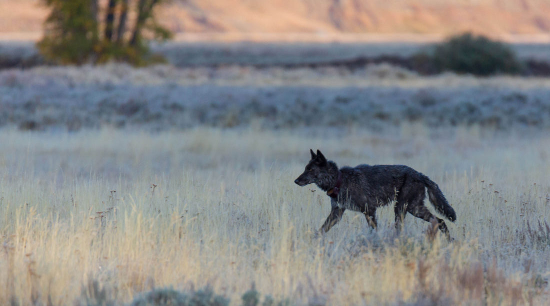 Wolves and Toxoplasmosis | How a Wolf Becomes The Pack Leader