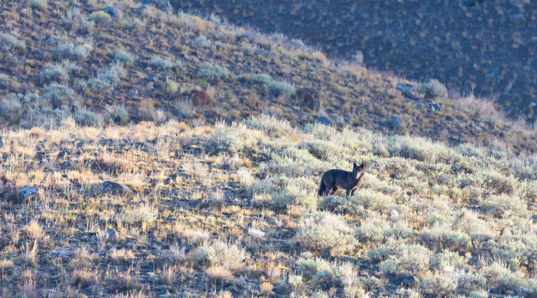 A Dark Colored Grey Wolf Stands On A Hillside Of Sagebrush And Surveys The Valley In Yellowstone National Park