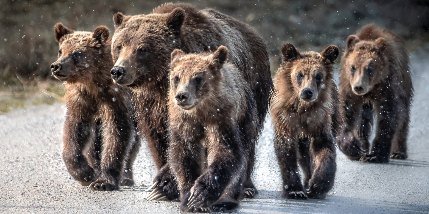 Grizzly Bear 399 And Her Four Cubs Walk Along A Roadway In Grand Teton National Park