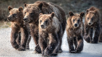 Grizzly Bear 399 And Her Four Cubs Walk Along A Roadway In Grand Teton National Park
