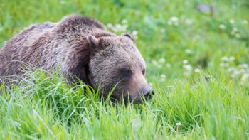 Jackson Hole Wildlife Safaris | Grand Teton & Yellowstone Tours