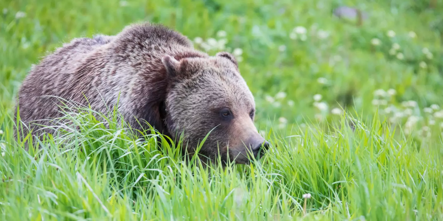 A Grizzly Bear Walks Through Tall Grasses In Yellowstone National Park