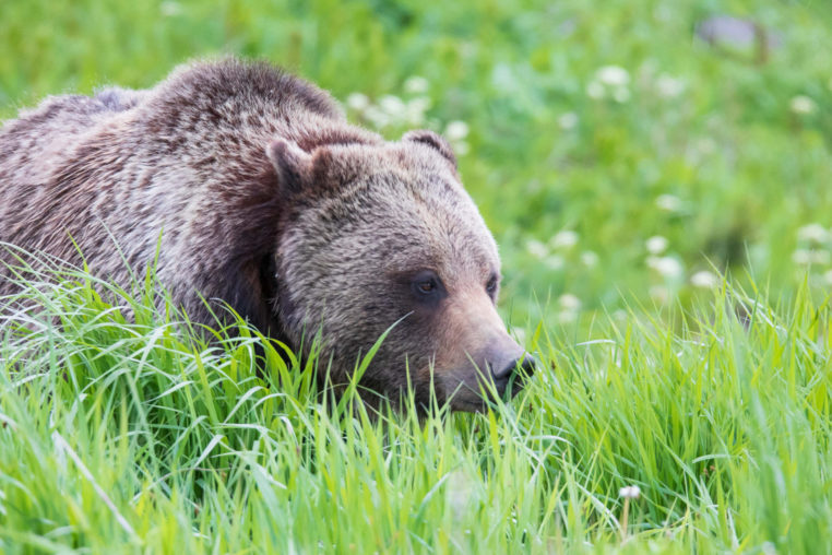A Grizzly Bear Walks Through Tall Grasses In Yellowstone National Park